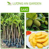 Cây giống Sake chiết cành (Sa kê) nhanh có quả, dễ trồng