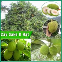 Cây Giống Sake không hạt cây sake cây bóng mát và cho quả sake không hạt cây giống cao 1,2-1,4 mét dễ trồng dễ chăm sóc