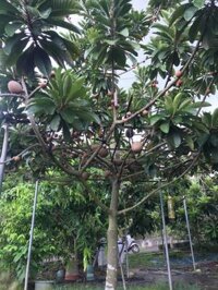 CÂY GIỐNG SAPOCHE HỒNG XIÊM CHIẾT GHÉP CHUẨN GIỐNG