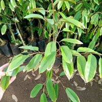 Cây Giống Sầu Riêng Black Thorn