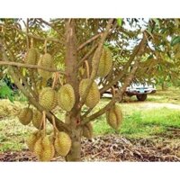 CÂY GIỐNG SẦU RIÊNG LÙN ( CÂY GHÉP - SIÊU SỚM TRÁI )