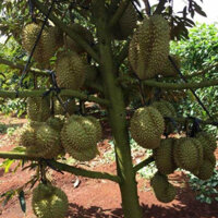 Cây giống sầu riêng lùn siêu sớm,(cho trái  múi dày, hạt lép) (chuẩn hàng F1 - Cây Giống Tốt)