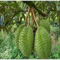 Cây giống sầu riêng Monthong Thái cơm vàng hạt lép