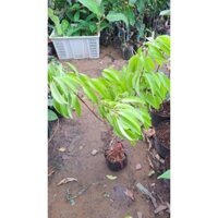 Cây giông sâu riêng monthorn