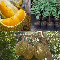 Cây giống Sầu Riêng Musangking ghép đầu dòng.