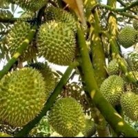 Cây Giống Sầu Riêng Musanking