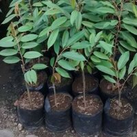Cây giống Sầu Riêng óc khỉ (Hoàn Xu xtra + ...)