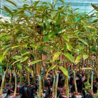 Cây Giống Sầu Riêng Ri 6 Cây Lớn Cao Hơn 1m