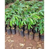 CÂY GIỐNG SẦU RIÊNG RI6 [ GIỐNG CHUẨN F1]