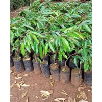 CÂY GIỐNG SẦU RIÊNG RI6 [ GIỐNG CHUẨN F1] _)