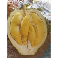 Cây giống Sầu Riêng RI6 bầu to khổng lồ , GỐC TO GHÉP 2 NĂM [ Cây cao gần 1 m  [ Quả to hạt lép ]