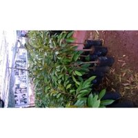 Cây giống Sầu Riêng RI6 bầu to khổng lồ , GỐC TO GHÉP 2 NĂM [ Cây cao gần 1 m  [ Quả to hạt lép ] (frEEship Xtra Plus+)