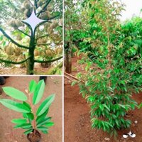Cây giống Sầu Riêng Ri6 CHUẨN F1 Bầu Lớn. [ SIÊU SỚM, SIÊU TRÁI ]