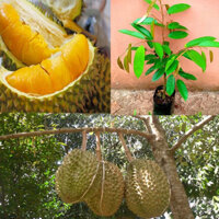 Cây Giống Sầu Riêng Ri6 Da Xanh Cơm Vàng Hạt Lép(CÂY GIỐNG NAM TÂY NGUYÊN)