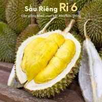 Cây giống sầu riêng Ri6 đẹp dễ trồng dễ đậu trái