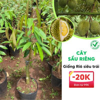 Cây giống sầu riêng Ri6 lùn siêu trái cây ghép có quả sớm