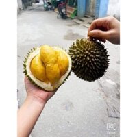 Cây Giống Sầu Riêng ri6 MiNi Thái Lan  có thể trồng chậu vành 60) (được kiểm tra hàng)