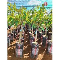 CÂY GIỐNG SẦU RIÊNG RI6, NGỌT ĐẬM, BÉO NGẬY, KHÔNG HẠT, CAM KẾT GIỐNG CHUẨN F1