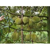 Cây Giống Sầu Riêng ri6 SP có bảo hành