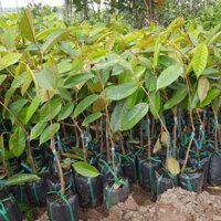 CÂY GIỐNG SẦU RIÊNG RI6