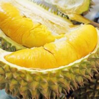 Cây giống sầu riêng Ri6