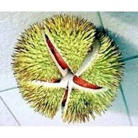 Cây Giống Sầu Riêng Ruột Đỏ