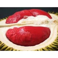 Cây giống sầu riêng ruột đỏ (CÂY GIỐNG NAM LONG )