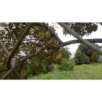 Cây giống sầu riêng thái múi dày siêu sớm (có bảo hành) (phuongboutique)