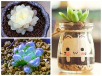 Cây Giống Sen Đá Kim Cương - Sen Đá Dạ Quang