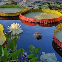 Cây giống sen vua , súng nia, sen victoria chuẩn giống thái lan.