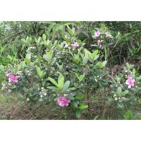 CÂY GIỐNG SIM rừng[ Cây Sim ra hoa, ra quả [. [ RẺ HƠN HOÀN TIỀN ] _)