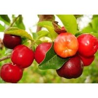 CÂY GIỐNG SƠ RI BẦU TO CÂY CAO HƠN 1M. (Freeship Xtra, Voucher Xtra +)