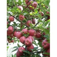 Cây Giống Táo Đỏ Lùn (Chuẩn giống F1) (CÂY GIỐNG ANM LONG )