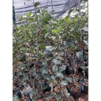 Cây Giống Táo Đỏ Lùn F1