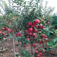 Cây Giống Táo đỏ lùn giống ghép cho quả sớm (mua nhiều có giá sỉ 0354736301)