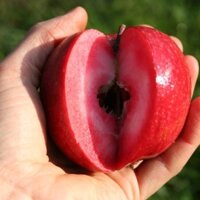 Cây Giống Táo đỏ lùn giống ghép cho quả sớm (mua số lượng có giá sỉ lh 0354736301)