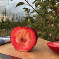 Cây Giống Táo đỏ lùn giống ghép cho quả sớm