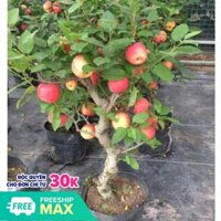 Cây giống táo đỏ lùn nhập khẩu nguyên bầu cam kết chất lượng