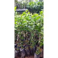 Cây giống táo đỏ lùn