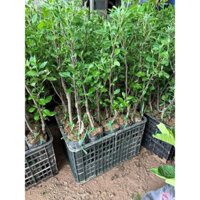 Cây giống táo đỏ M21