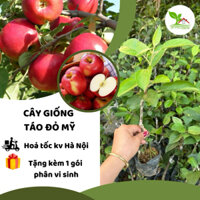 Cây giống Táo Đỏ Mỹ ghép nhanh cho quả, dễ trồng