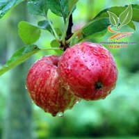 Cây giống táo mỹ ruột đỏ đang ra bông