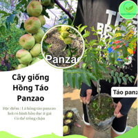 Cây giống Táo Tàu / Táo Đỏ Tân Cương, Hồng táo Panzao, Hồng táo Tiger Tooth cây ghép cao 35-45cm