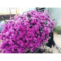 Cây giống thạch thảo kép com bo 300 cây