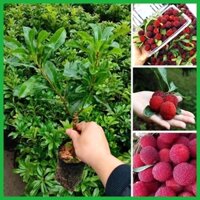 CÂY GIỐNG THANH MAI GHÉP HÀNG NHẬP KHẨU NHANH CHO QUẢ