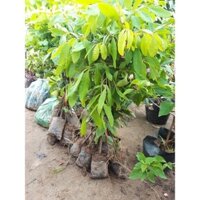 CÂY GIỐNG THANH NHÃN freeship Extra +
