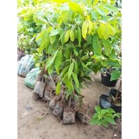 CÂY GIỐNG THANH NHÃN SIÊU SỚM