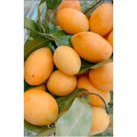 CÂY GIỐNG THANH TRÀ THÁI [ RẺ HƠN HOÀN TIỀN ]