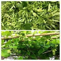 Cây giống thiên lý f1 siêu bông