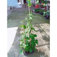 CÂY GIỐNG THIÊN LÝ LEO GIÀN.